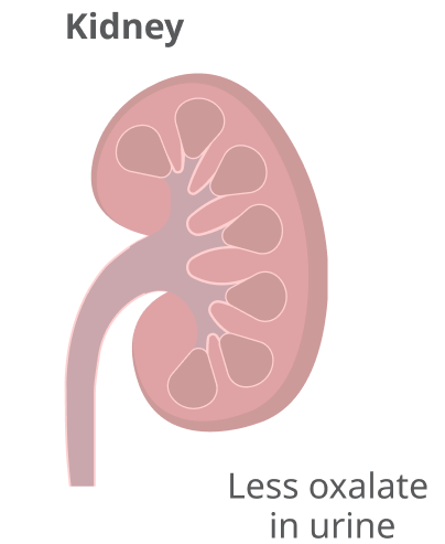 Kidney and less oxalate in urine illustration